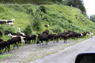 Ovce v cestě