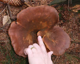 Divná houba veliká